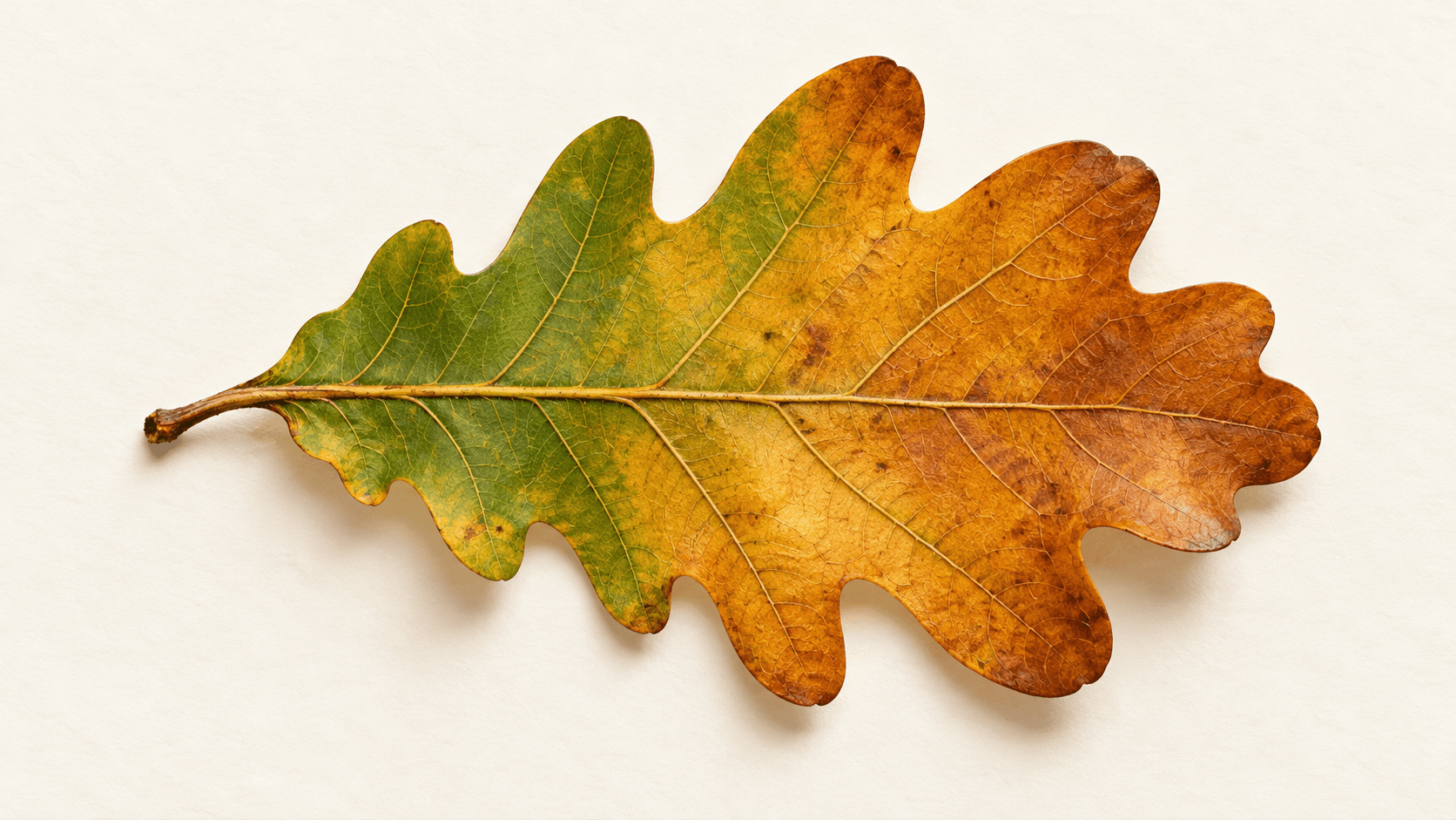 Oak leaf reference photograph on cream paper