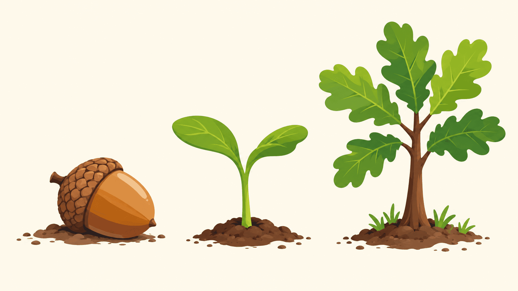 Acorn, seedling and young oak in a simplified educational illustration