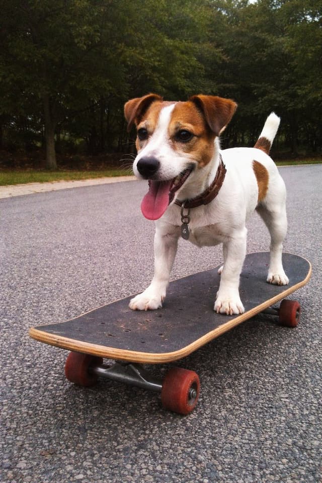 Dog on Skateboard Original iPhone Photo Prompt — output