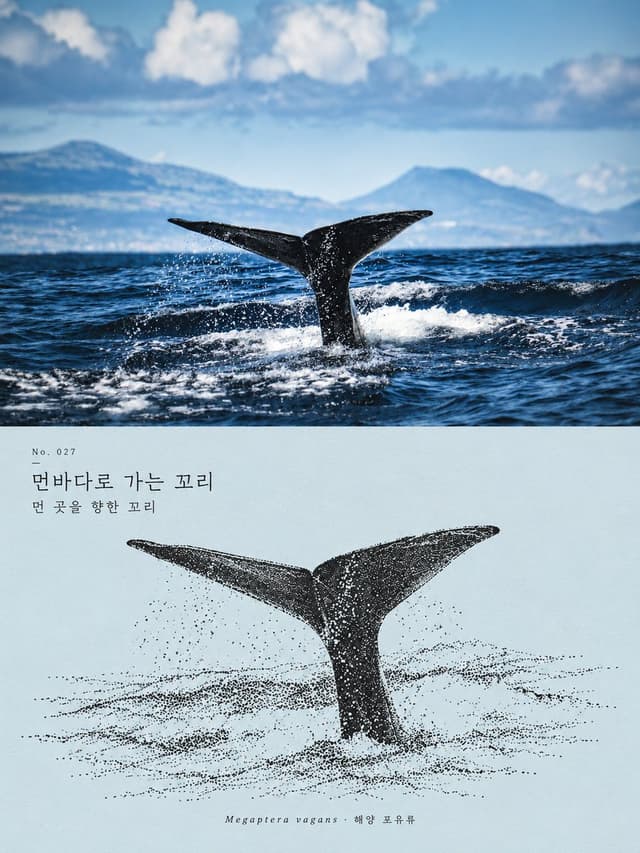 Social Media Post - Whale Tail Photo & Ink Illustration Diptych