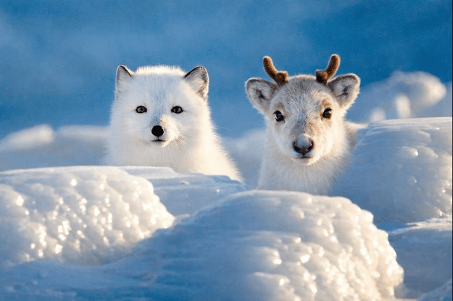 Max and a Caribou Friend — output