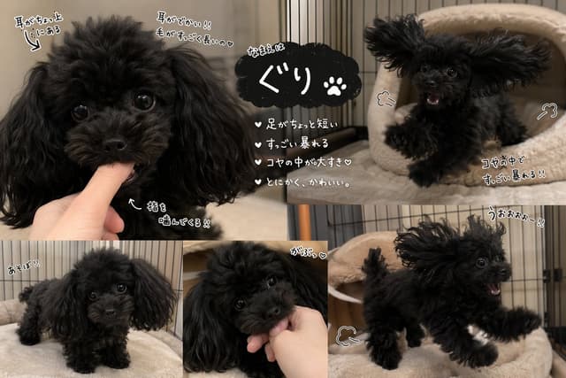 Infographic / Edu Visual - Cute Black Toy Poodle Collage — output
